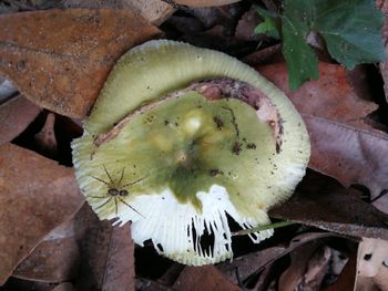 High angle view of flower