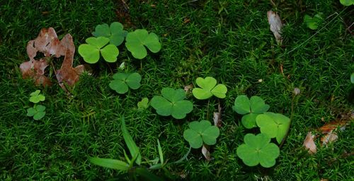 High angle view of green leaves on field