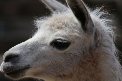 Close-up of a lama looking away