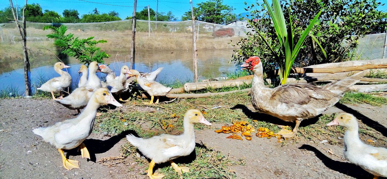 BIRDS ON FIELD BY FENCE