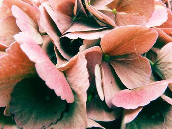 Close-up of plant