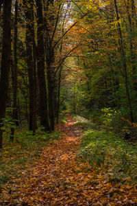 Trees in forest during autumn