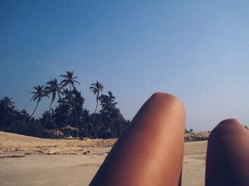 Palm trees on beach