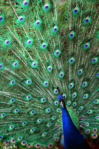 Close-up of peacock
