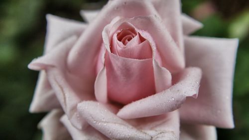 Close-up of pink rose