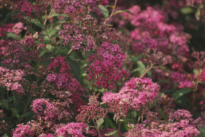 Close-up of pink flowering plants