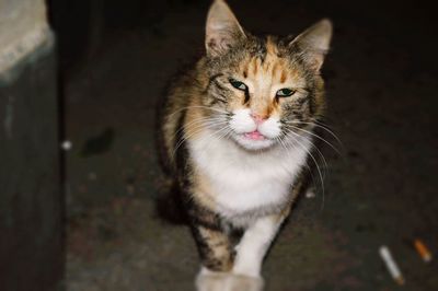 Portrait of ginger cat
