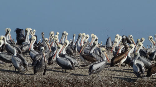 Flock of birds on land against sky