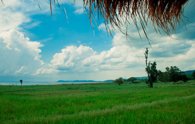 Scenic view of field against sky