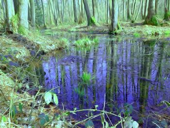 Reflection of trees in water