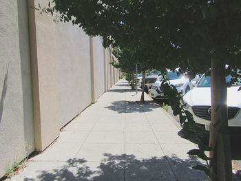 Footpath amidst trees in city