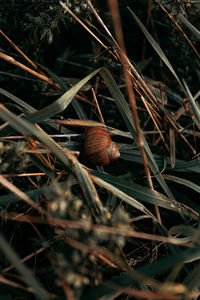 Close-up of snail on land