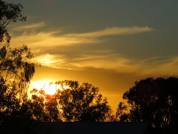 Low angle view of silhouette trees against sky during sunset