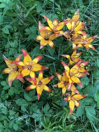 High angle view of yellow flowering plant