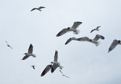 Low angle view of seagulls flying