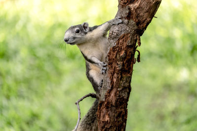 Close-up of squirrel on tree trunk