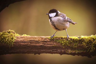 Close-up of bird perching on wood