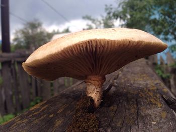 Close-up of mushroom growing on field