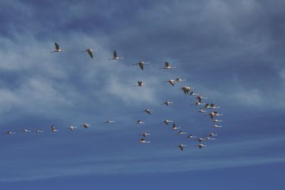 Low angle view of birds flying in sky