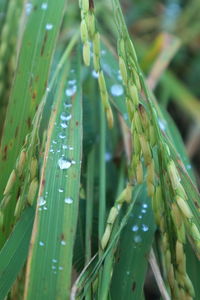 Close-up of raindrops on grass