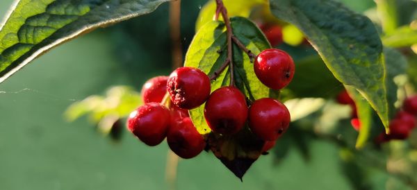 Close-up of red berries growing on tree