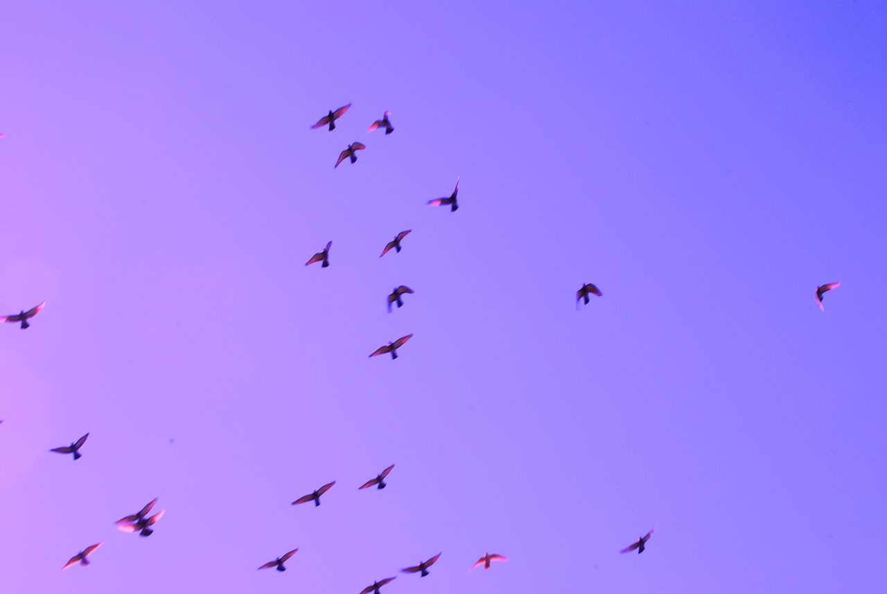 LOW ANGLE VIEW OF BIRDS FLYING AGAINST THE SKY