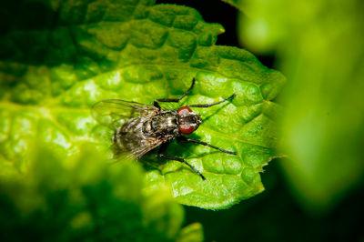 Close-up of insect on plant