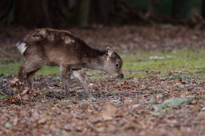 Portrait of a sika deer in the woods 