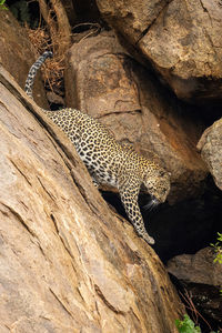 Leopard climbs down steep rock lifting paw