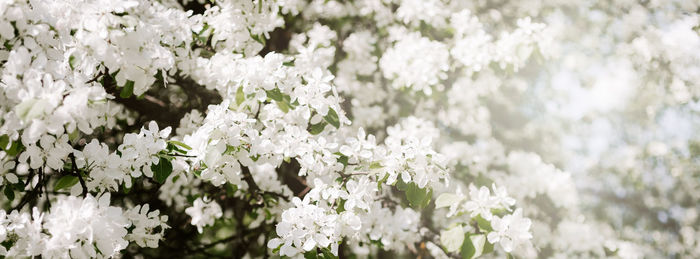 Close-up of white flowering plant