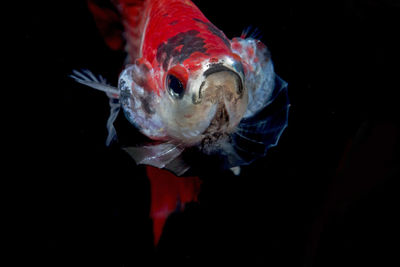 Close-up of fish underwater