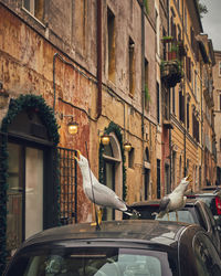 Seagull perching on a street