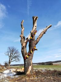 Low angle view of bare tree against sky