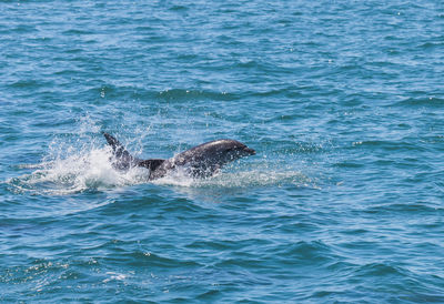 View of whale swimming in sea