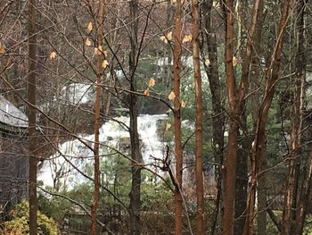 Bird flying over bare trees in forest