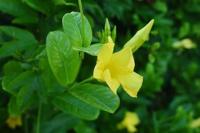 Close-up of yellow flowering plant