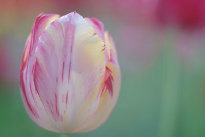 Close-up of pink tulip