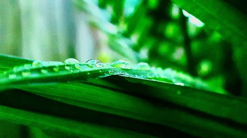 Close-up of spider on leaf
