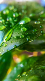 Close-up of wet leaves