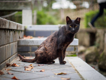 Close-up of cat