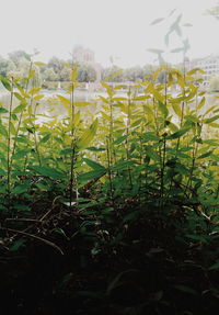 Close-up of flowering plants on field against sky