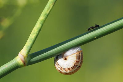 Close-up of insect on plant