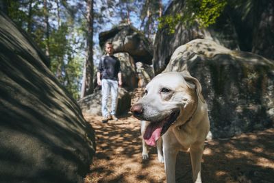 Full length of a dog on rock