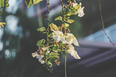 Close-up of yellow flowering plant