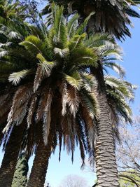 Low angle view of coconut palm tree against sky