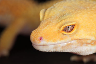 Close-up of yellow lizard