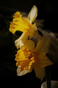 Close-up of yellow daffodil against black background