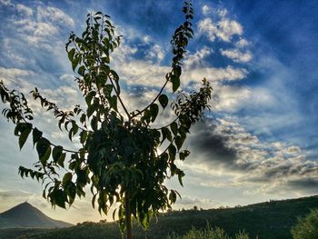 Low angle view of trees on field against cloudy sky