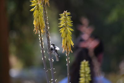 Close-up of yellow flower against blurred background