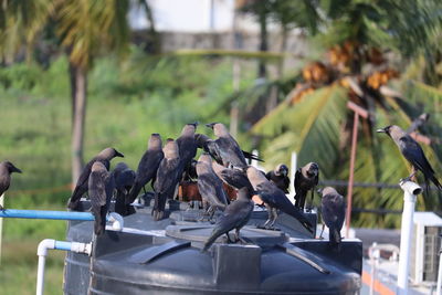 Group of black crows in the nature